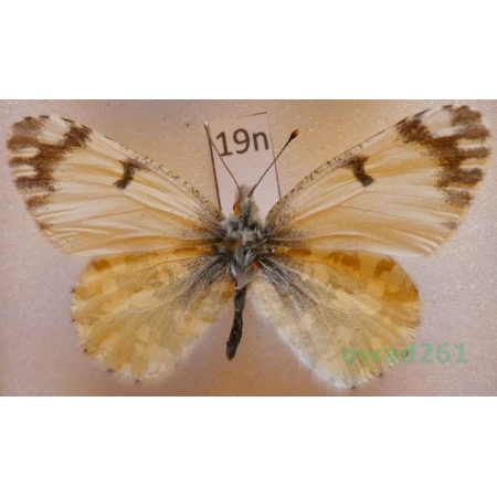 Euchloe ausonia (Hubner, 1805) Turkey19n